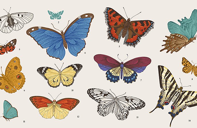 蝶の描き方の順番 Adobe