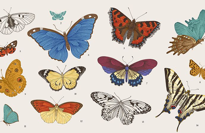 How To Draw A Butterfly Step By Step Adobe