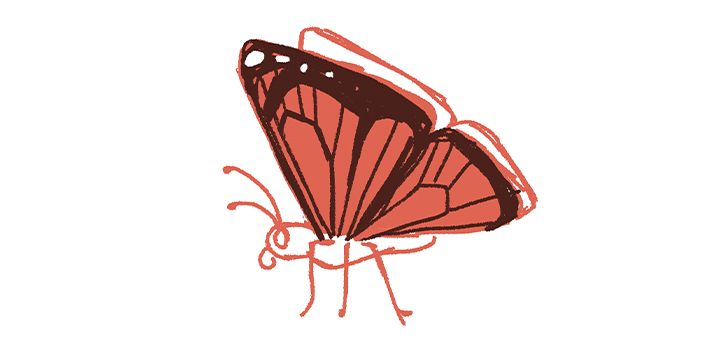 How to draw a butterfly step by step