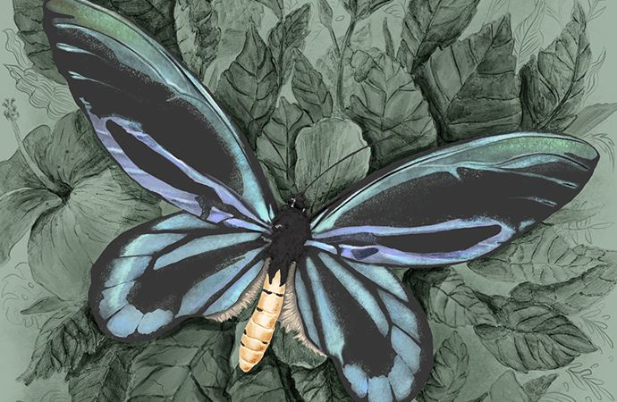 蝶の描き方の順番 | Adobe