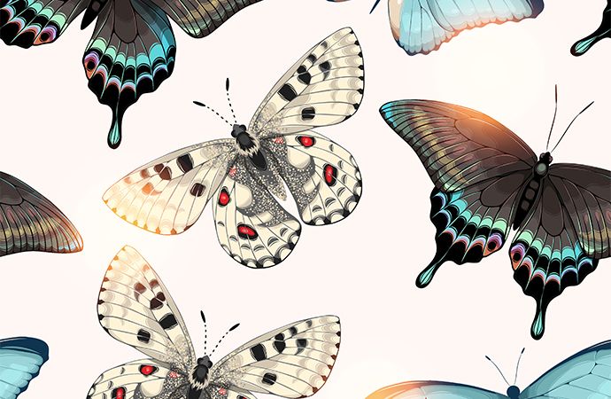 蝶の描き方の順番 Adobe