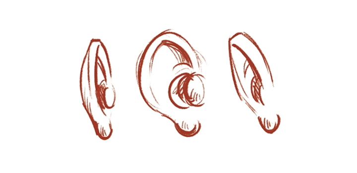 ear drawing front view