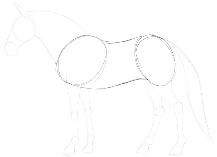 Cómo dibujar un caballo realista paso a paso | Adobe