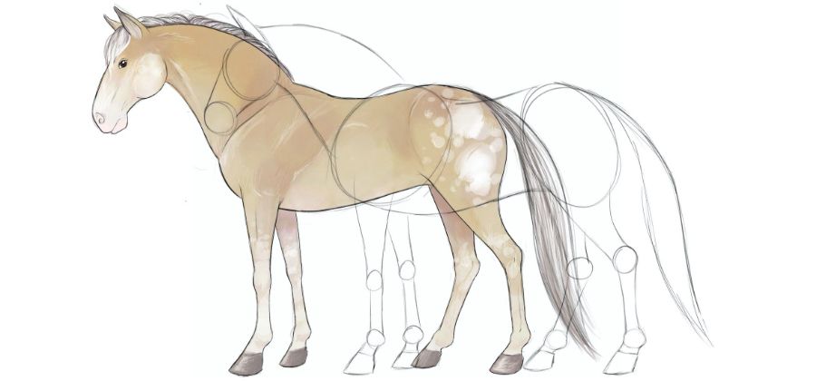 馬の描き方 Adobe