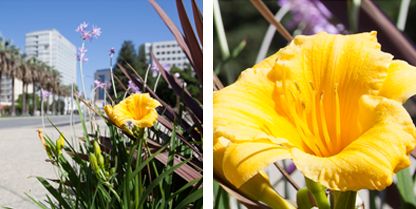 One image of flowers growing in a cityscape next to a close-up image of a flower