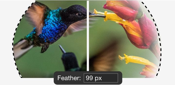 A split image of a hummingbird showing before and after feathering is applied.