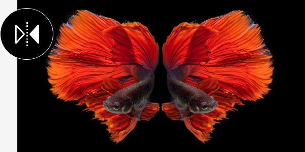 An orange betta fish is duplicated using the Adobe Photoshop Flip tool on a black background with icon overlaid