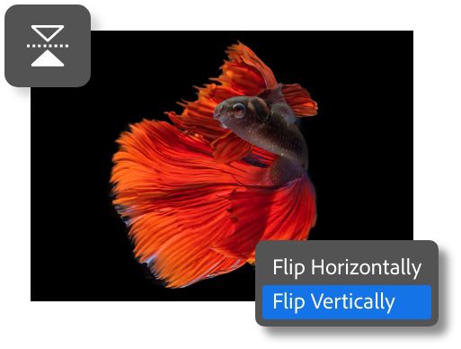 An orange betta fish is isolated on a black background with flip option icon and dialog box overlaid
