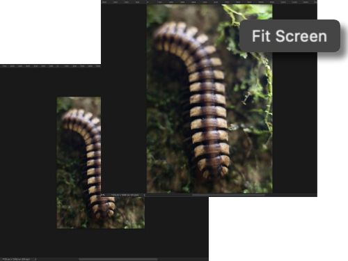 Before and after images showing the Fit Screen feature being used on an image of an insect in Adobe Photoshop.