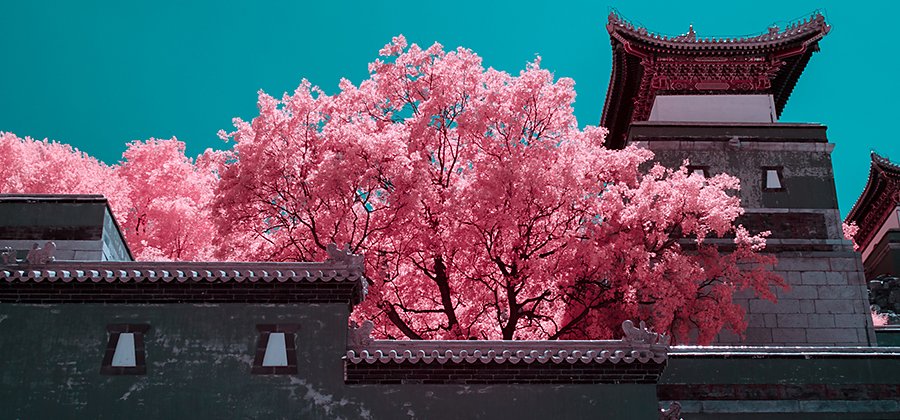 Infrared photo of a cherry blossom tree next to traditional asian buildings
