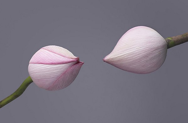 Two tulip flowers pointing toward each other