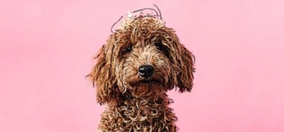 Реалистичное мультипликационное фото собаки