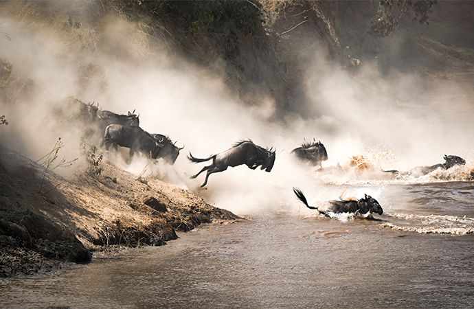 A herd of wildebeests diving into a river to cross it