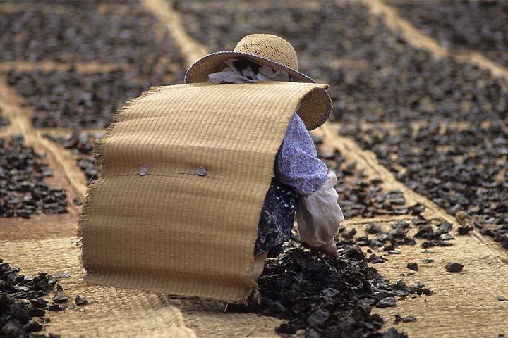 A farmer sun-drying leaves