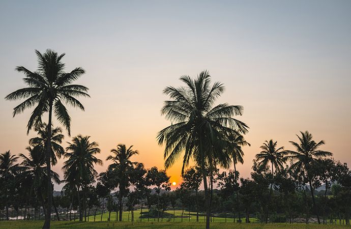 landscape photography trees