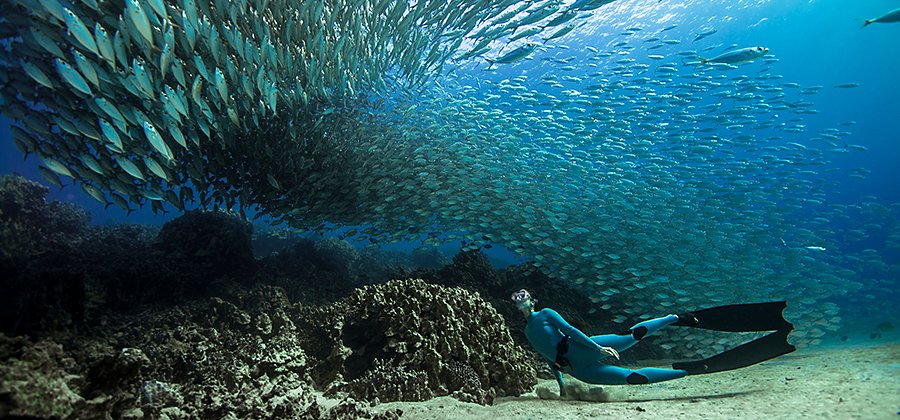 An underwater photo of a person scuba diving below a school of fish