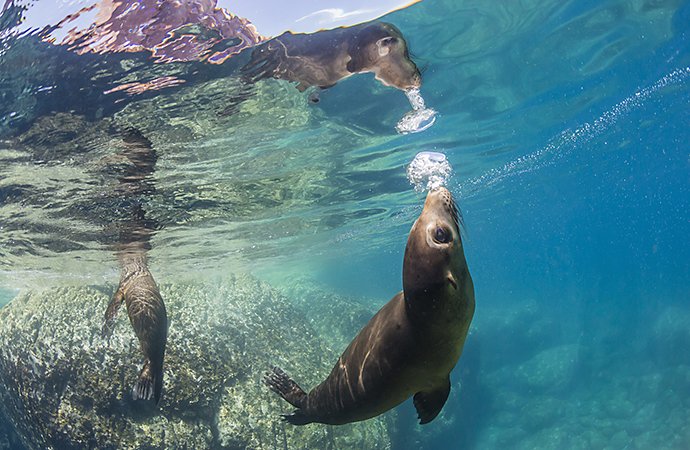 An underwater photo of seals swimming