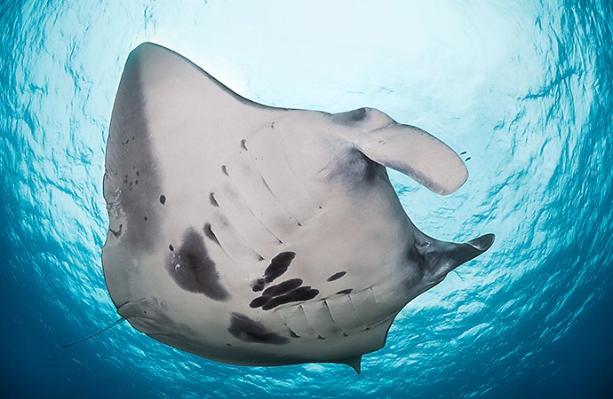 An underwater photo of the underside of a sting ray